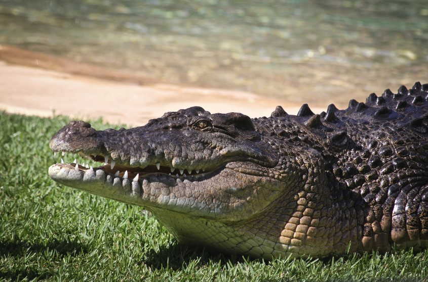 Facts About Saltwater Crocodiles