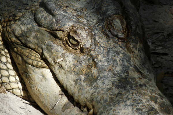 Crocodile up close