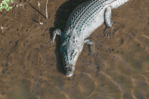 Crocodile in river